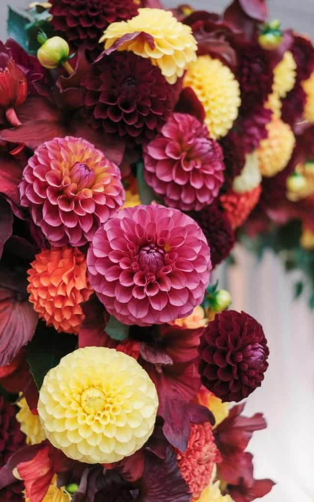 Wedding Arch Flowers showcasing vivid dahlias in various sizes and hues, creating a dynamic and energetic wedding backdrop.
