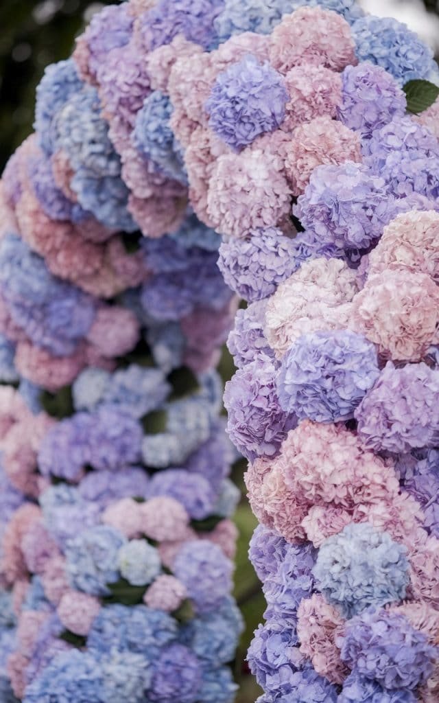 Voluminous Wedding Arch Flowers filled with soft blue and pink hydrangeas, creating a lush, tranquil atmosphere.
