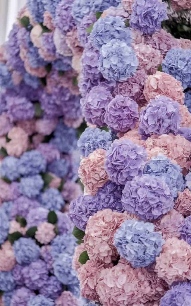 Wedding Arch Flowers overflowing with hydrangeas, offering a full and opulent floral display for a luxury wedding.
